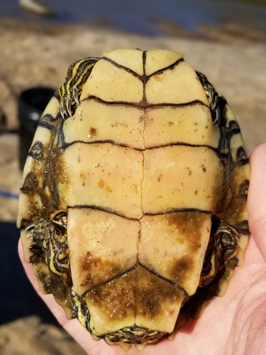 Pearl River Map Turtle