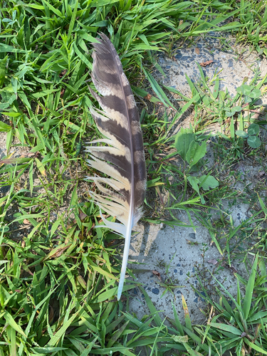 View observation of {o.common_name} on iNaturalist