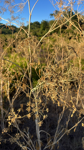 iNaturalist observation photo of fennel