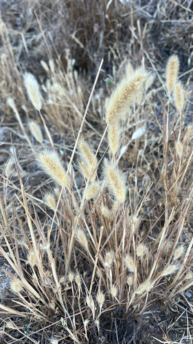 iNaturalist observation photo of rabbitfoot grass
