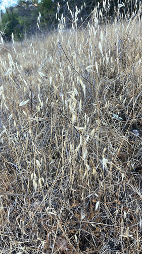 iNaturalist observation photo of wild oat