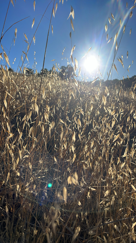 iNaturalist observation photo of wild oat