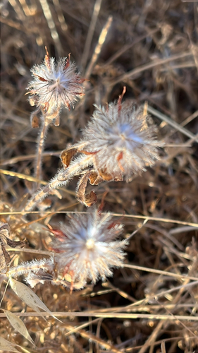iNaturalist observation photo of Rose Clover