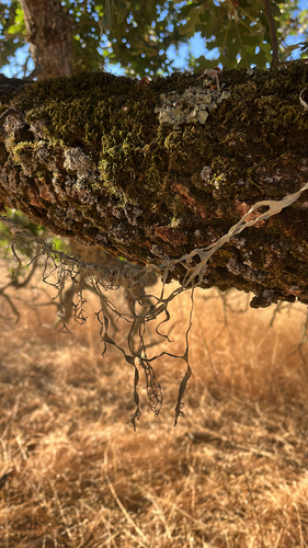 iNaturalist observation photo of lace lichen