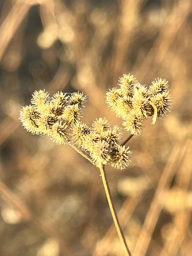 iNaturalist observation photo of common hedge parsley