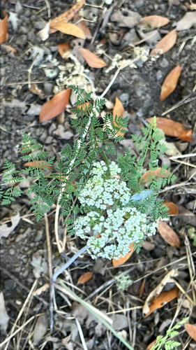 iNaturalist observation photo of poison hemlock
