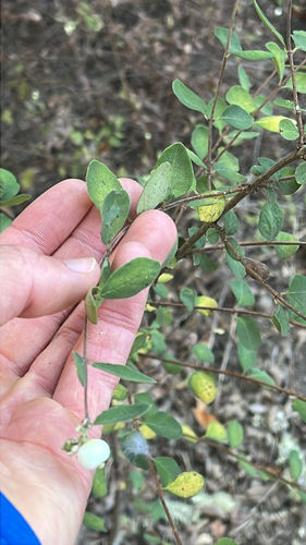 iNaturalist observation photo of Dicots