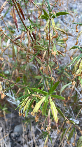 iNaturalist observation photo of orange bush monkeyflower