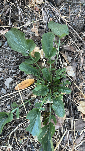 iNaturalist observation photo of American yellowrocket