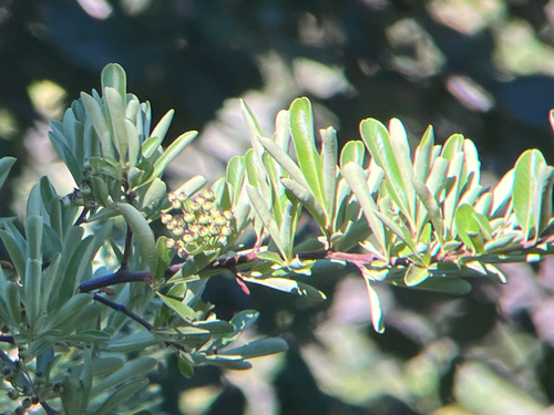 iNaturalist observation photo of Taiwan Firethorn