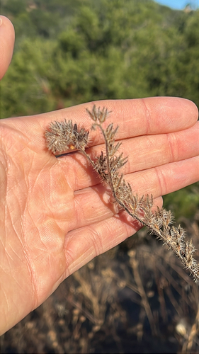 iNaturalist observation photo of borage family