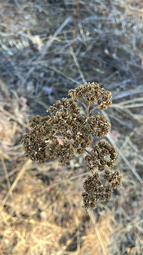 iNaturalist observation photo of yarrows