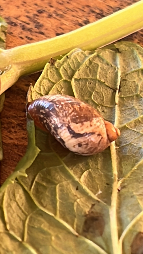 iNaturalist observation photo of Amber Snails