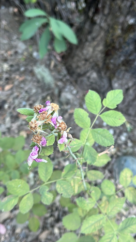 iNaturalist observation photo of roses