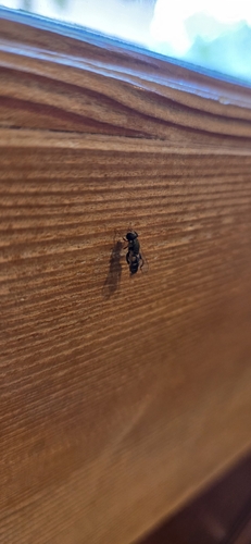 Unknown species found near Valley West, Bozeman, MT 59718, USA