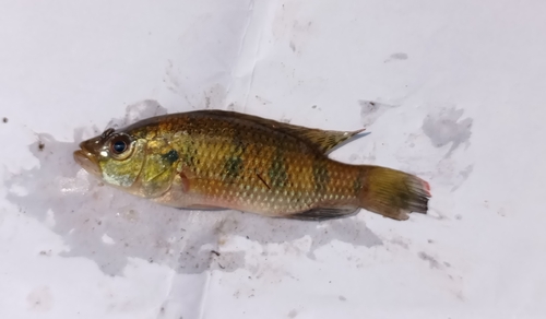 Banded Jewel Cichlid