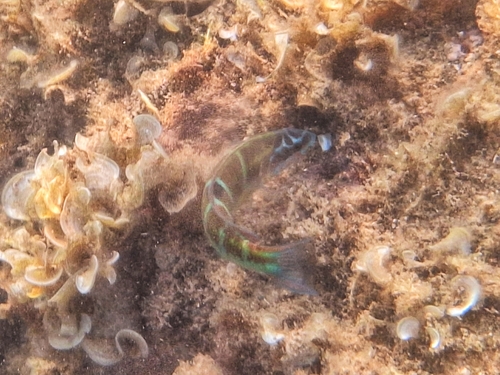 Thalassoma pavo