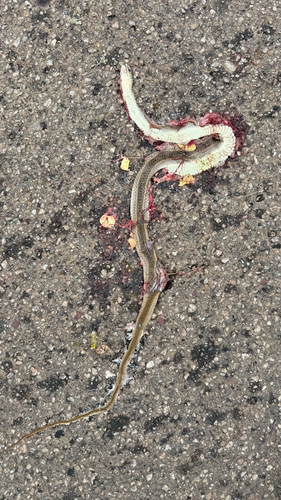 Olive Whip Snake