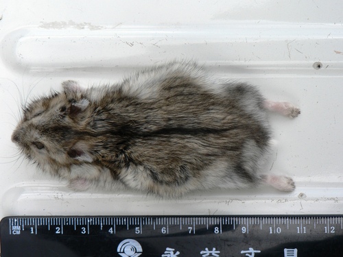 Dzhungarian Hamster