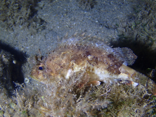 Scorpaena porcus