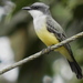 Snowy-throated Kingbird - Photo (c) Rudy Gelis, all rights reserved, uploaded by Rudy Gelis