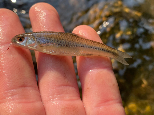 Plains Sand Shiner