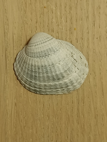Cerastoderma edule