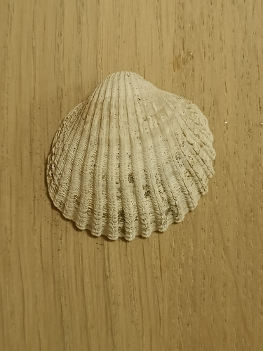 Acanthocardia echinata