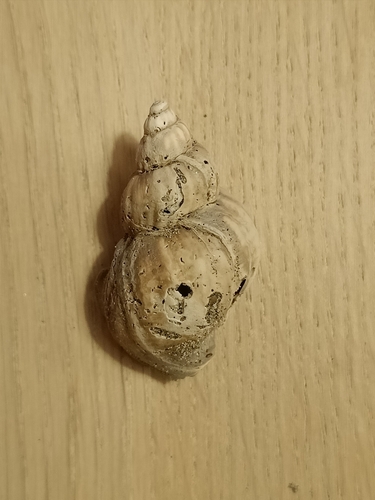 Buccinum undatum