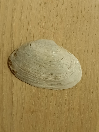Mya arenaria