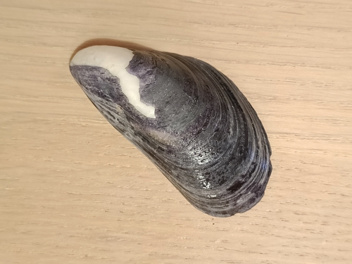 Mytilus edulis