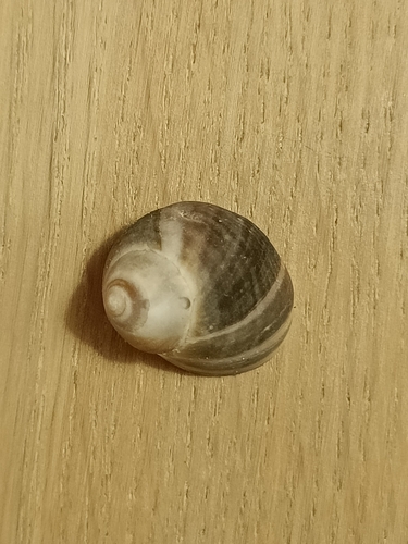 Littorina littorea
