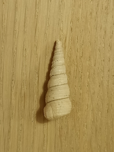 Turritellinella tricarinata