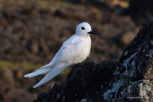 Atlantic White-Tern
