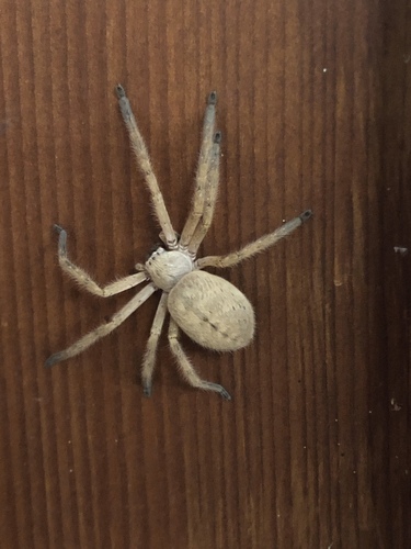 Giant Crab Spider