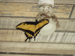 Papilio astyalus image