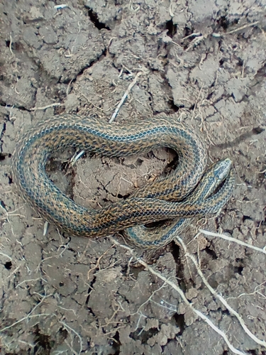Atractus pauciscutatus