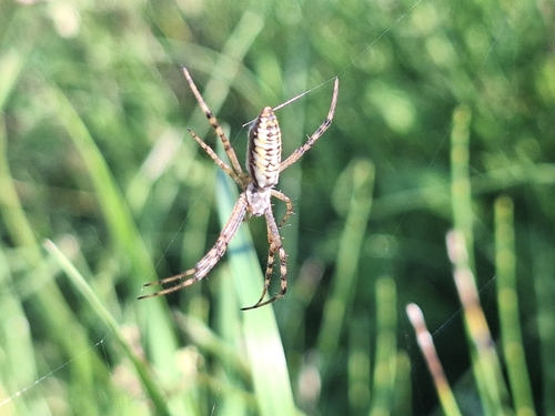 Wasp Spider