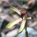 Eastern Bronzehood Orchid - Photo (c) huonpine, all rights reserved
