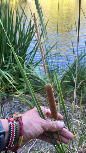 iNaturalist observation photo of narrow-leaved cattail
