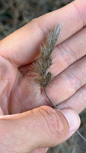 iNaturalist observation photo of bristly dogtail grass