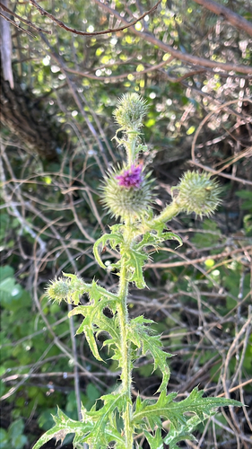 iNaturalist observation photo of Bull Thistle