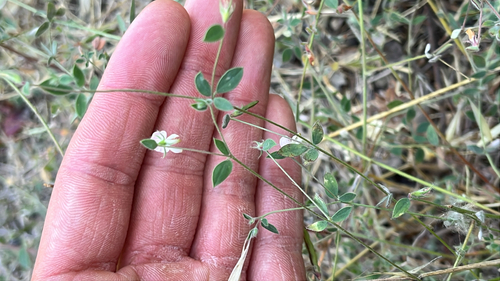 iNaturalist observation photo of Spanish clover