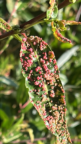 iNaturalist observation photo of Willow Bead Gall Mite
