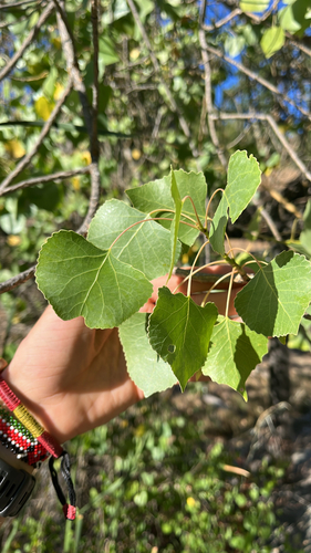 iNaturalist observation photo of Frémont Cottonwood