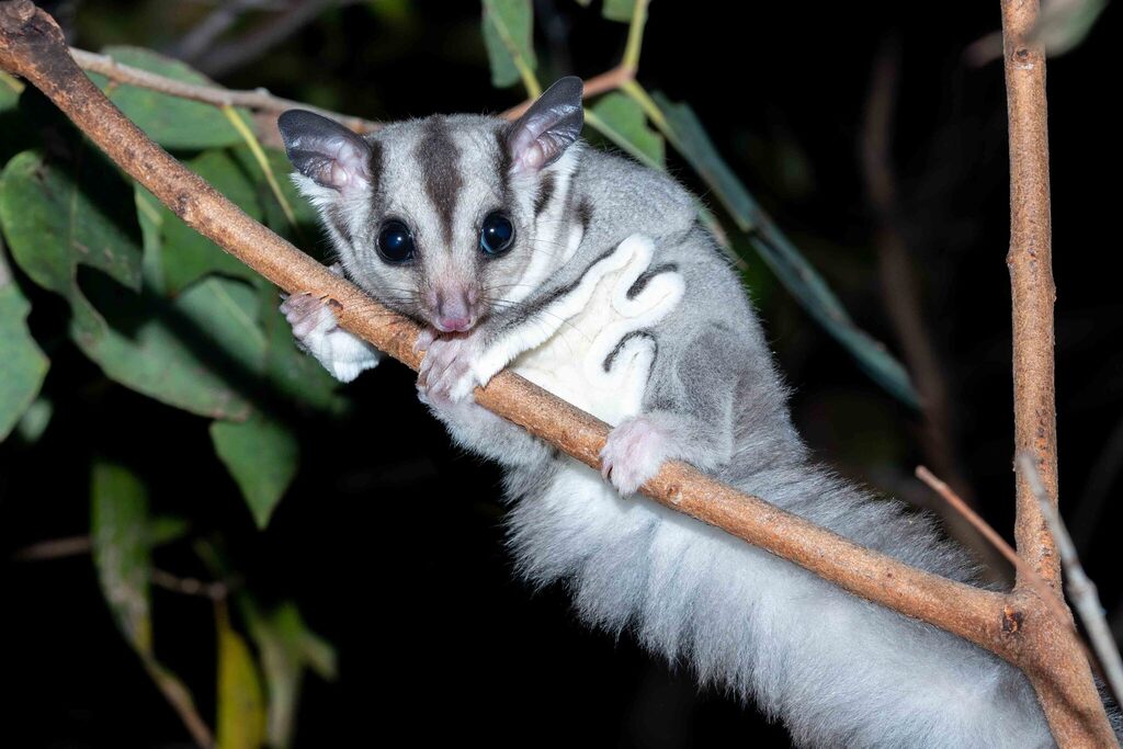 Savanna Glider (Petaurus ariel)
