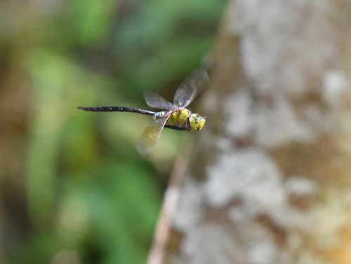 Arrow Emperor