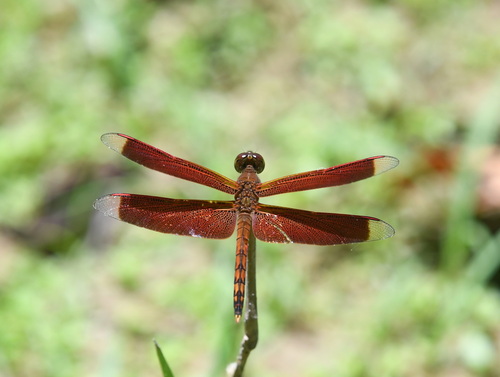 Straight-edge Red Parasol