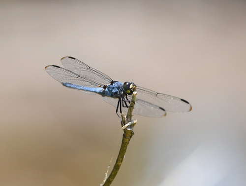 Swampwatcher