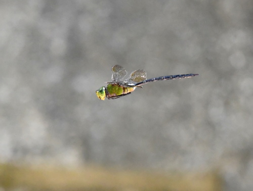 Arrow Emperor